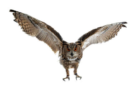 Turkmenian Eagle owl / bubo bubo turcomanus in flight / landing isolated on white background looking at lensの写真素材