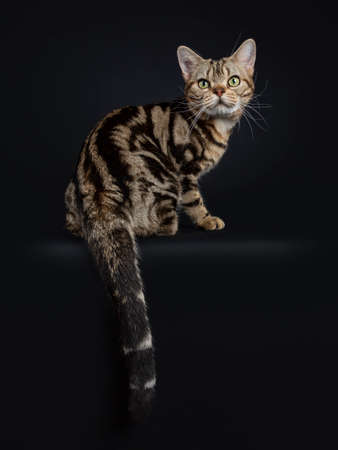Brown and black tabby American Shorthair cat kitten sitting backwards looking over at camera...