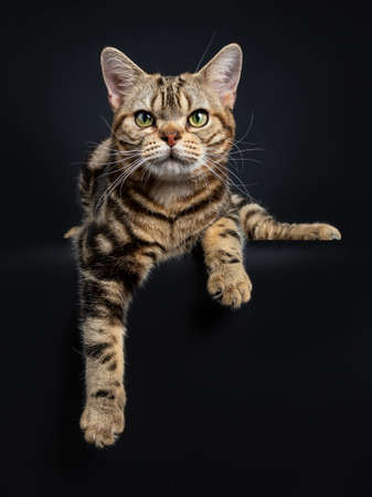 Brown and black tabby American Shorthair cat kitten laying down with paws hanging over edge isolated on black background looking at cameraの写真素材