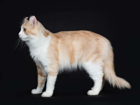 Cream with white adult American Curl cat standing side ways on black backgroundの写真素材