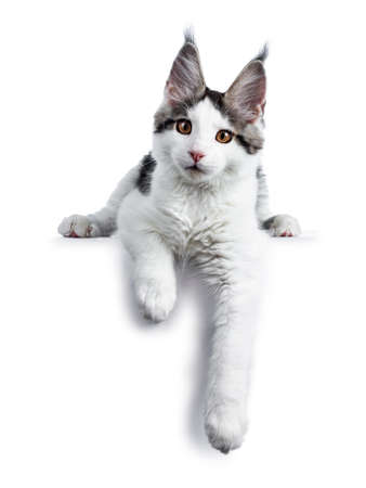 Cute white with blue tabby harlequin maine coon cat kitten laying down with paws hanging over edge looking straight into camera, isolated on white backgroundの写真素材