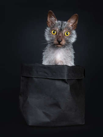 Cool Lykoi werewolf cat sitting in black paper bag looking straight at lens, isolated on black...