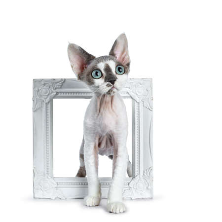 Adorable blue tonkanian point with white Devon Rex cat kitten, standing throught / in a white photo...