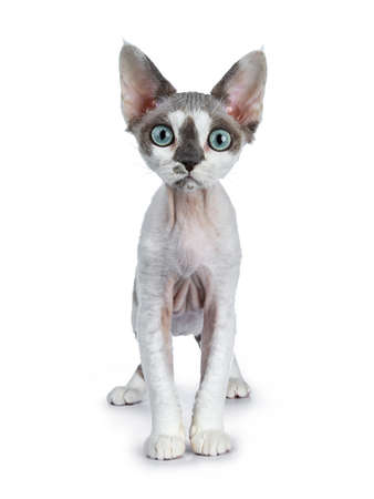 Adorable blue tonkanan point with white Devon Rex cat kitten, standing front view, isolated on white...