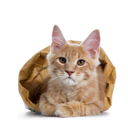 Handsome cream Maine Coon cat kitten boy with angry look laying in a paper bag, looking straight into camera isolated on white backgroundの写真素材
