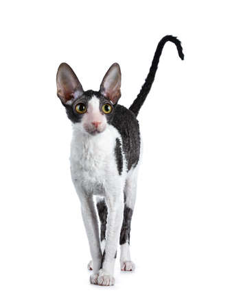 Amazing black bicolor Cornish Rex cat kitten girl standing facing front with tail fierce in air,...