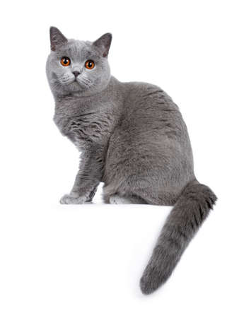 Sweet young adult British Shorthair cat sitting down with her eyes, looking at lens with eyes, isolated on white backgroundの写真素材