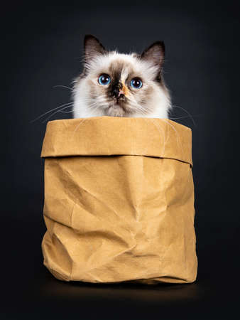 Excellent tortie young Sacred Birman cat sitting in brown paper bag, looking up with blue eyes, isolated on black backgroundの写真素材