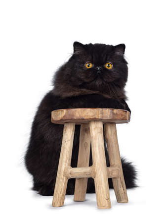Excellent deep black Persian cat kitten standing on hind paws behind little wooden stool, looking at lens with big round eyes, isolated on white background.の写真素材