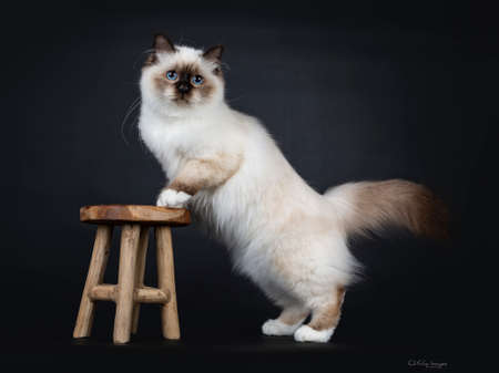 Adorable excellent seal point Sacred Birman cat kitten standing side ways with front paws on little brown stool, looking beside camera isolated on black backgroundの写真素材