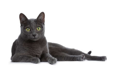 Silver tipped blue adult Korat cat laying down side ways and looking straight at camera with green eyes, isolated on white backgroundの写真素材