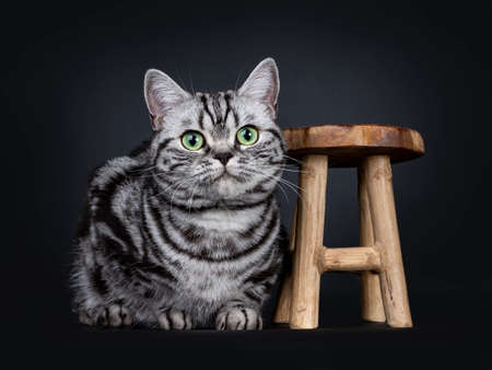 Vintage black tabby silver blotched british shorthair cat kitten laying down beside a small wooden stool, looking above camera with mesmerizing green eyes, isolated on black backgroundの写真素材