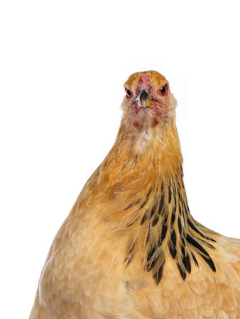 Head of young brahma chicken front view looking straight at camera, isolated on white backgroundの写真素材