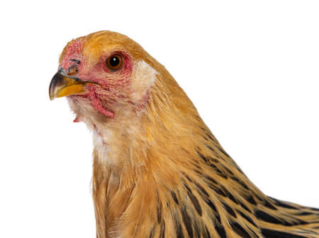 Head shot of young Brahma chicken looking at side beside camera, isolated on white background