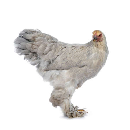 Blue young adult Brahma chicken standing side view, looking to camera, isolated on white backgroundの写真素材