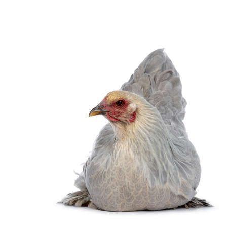 Blue young adult Brahma chicken laying down front view, looking to the side, isolated on white backgroundの写真素材