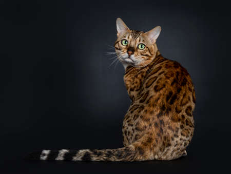 Handsome shiny young adult male Bengal cat, sitting backwards, looking over shoulder to camera with...