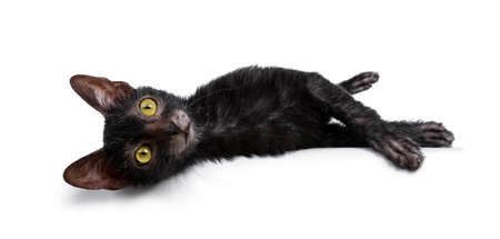 Cute young Lykoi / werewolf cat kitten laying down and looking at camera with big yellow eyes....