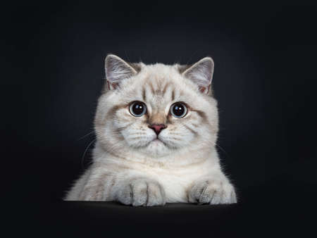 Super cute blue tabby point British Shorthair cat kitten sitting behind black box, looking at camera with light blue eyes and paws on box. Isolated on black background.の写真素材