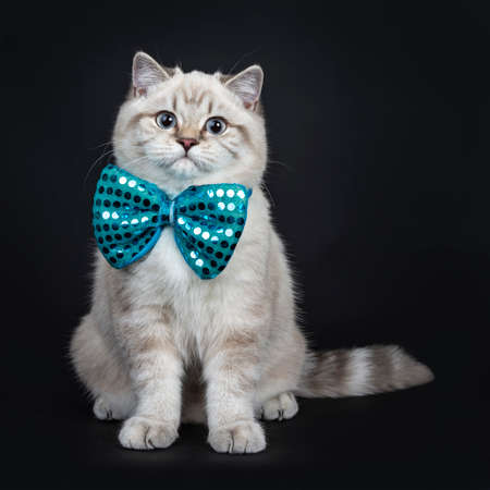 Super cute blue tabby point British Shorthair cat sitting straight up wearing a blue bow tie, looking at camera with light blue eyes. Isolated on black background.の写真素材