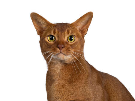 Head shot of handsome excellent young sorrel Abyssinian male cat looking at camera with yellow eyes. Isolated on white background.の写真素材