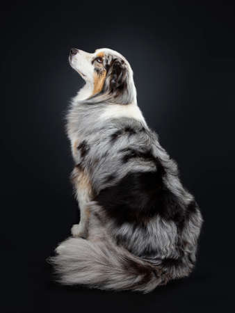 Handsome Australian Shepherd dog sitting backwards looking and profile side ways up. Mouth closed. Isolated on black backgroundの写真素材