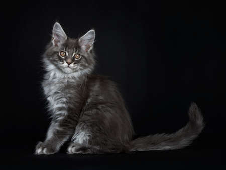 Impressive blue silver Maine Coon cat kitten sitting side ways, looking at camera with brown eyes and one paw a little lifted from floor. Isolated on black background.の写真素材