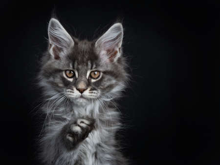 Head shot or impressive blue silver Maine Coon cat looking straight at lens with brown eyes and one paw pointed at camera. Isolated on black background.の写真素材