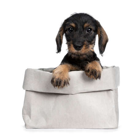 Sweet black and brown wirehaired dashed puppy sitting front view in gray paper bag, paws on edge...