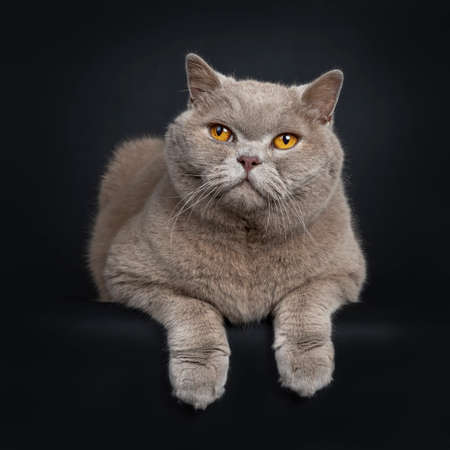 Handsome senior cinnamon British Shorthair cat laying down. Looking up beside lens with wise orange eyes. Isolated on black background. Front paws hanging down from edge.の写真素材