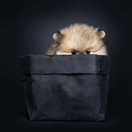 Cute baby Pomeranian puppy hiding in black paper bag, looking straight ahead to camera with shiny black eyes. Isolated on black background. Just showing eyes / peeping.の写真素材