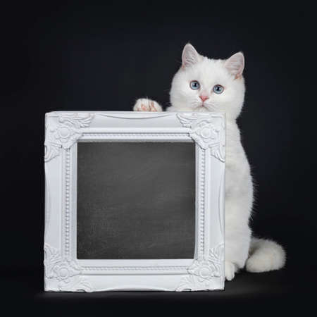 Cute red silver shaded cameo point British Shorthair sitting behind a white frame filled with chalkboard. Front paw on frame, looking at lens with blue eyes. Isolated on black background.の写真素材