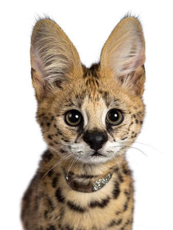 Head shot of cute 4 months young serval cat kitten sitting straight up, wearing shiny collar. Looking at lens with sweet eyes. Isolated on white background.の写真素材