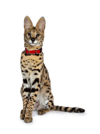 Young Serval cat kitten sitting straight up wearing red collar, looking at camera with tilted head....