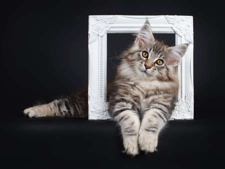 Very cute young male Maine Coon cat kitten laying side ways through a white photo frame. Looking at lens with dark yellow eyes. Isolated on black background. Paws hanging down from edge.の写真素材