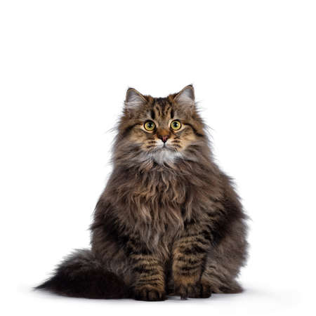 Cute friendly classic tabby Siberian cat kitten with amazing fur, sitting front with tail curled around body. Looking curious at camera with big yellow eyes. Isolated on white background.の写真素材