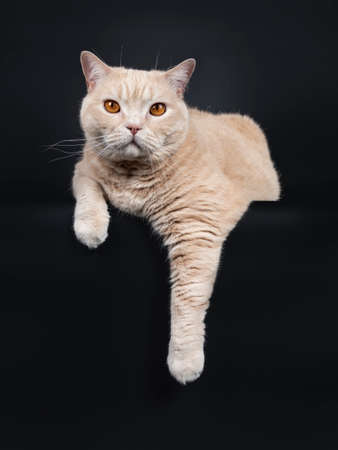Big adult cream British Shorthair cat, laying down facing front. Looking at camera with mesmerizing orange eyes. Isolated on black background. Paws hanging over edge.の写真素材