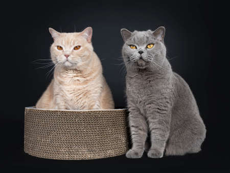 Big adult cream British Shorthair cat, sitting up in carton basket with blue BSH sitting beside. Looking beside camera with mesmerizing orange / yellow eyes. Isolated on black background.の写真素材