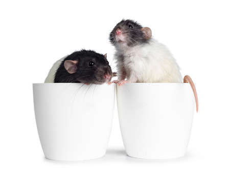 Two cute black / gray and white dumbo rats sitting in empty plastic flower pots. Isolated on white...