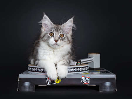Cute tabby Maine Coon kitten laying down over / on carton record player. Looking straight at lens with brown eyes. Isolated on black background.の写真素材