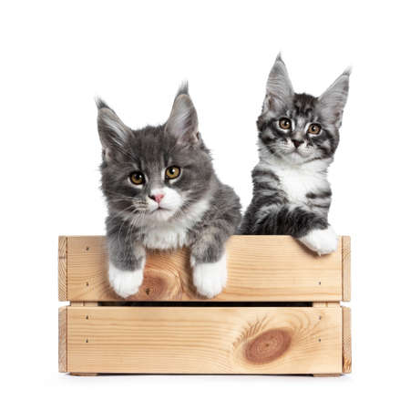 Cute blue with white and silver black tabby Maine Coon cat kitten sitting in a light wooden crate. Looking at camera with brown eyes. Isolated on white background. Paws over edge. Category Animalsの写真素材