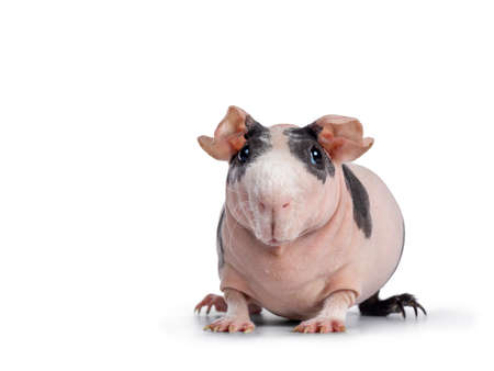 Cute pink with black spotted skinny pig, sitting / standing front view. Head up. Looking at lens with big eyes and floppy ears. Isolated on white background. White hair on nose and front legs.の写真素材