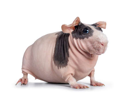 Cute pink with black spotted skinny pig, sitting / standing side ways. Head up. Looking at lens with big eyes and floppy ears. Isolated on white background. White hair on nose and front legs.の写真素材