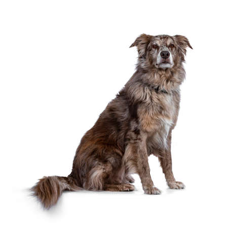 Gorgeous adult male Australian Shephard dog, sitting side ways. Looking majestic towards photographer with brown eyes. Isolated on white background.の写真素材