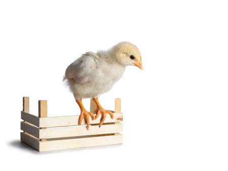 Cute baby chick sitting side ways on edge of little wooden crate, facing front. looking down. isolated on a white backgroud.の写真素材