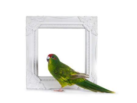 Cute young bright yellow / green Red crowned Kakariki bird. Standing side ways in front of white...