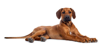 Cute weaten Rhodesian Ridgeback puppy laying down side ways. Head up, looking beside lens with sweet eyes and inoocent face. Isolated on white background.の写真素材