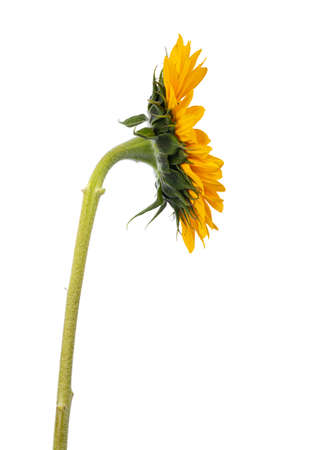 Close up side view of yellow blooming sunflower with long stem and without leafs. Isolated on white background.の写真素材