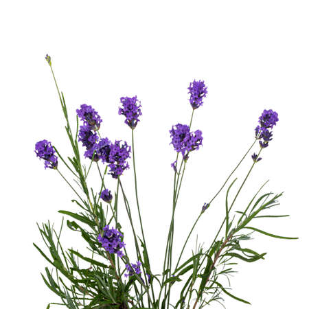 Bunch of blooming Lavender, isolated on white background.の写真素材
