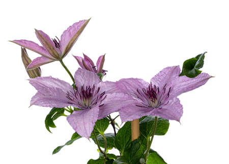 Lilac / pink blooming Clematis Hagley Hybrid flowers on branch with leafs. Isolated on white background.の写真素材